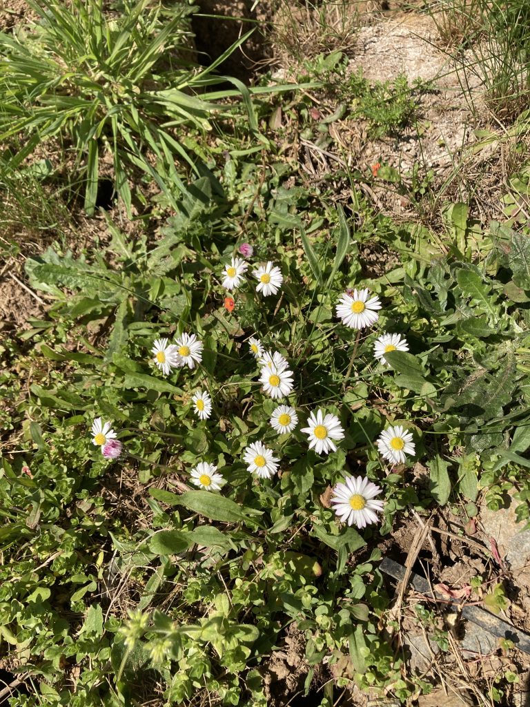 Et plein d’autres jolies fleurs !