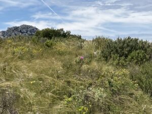 Vent dans la garrigue